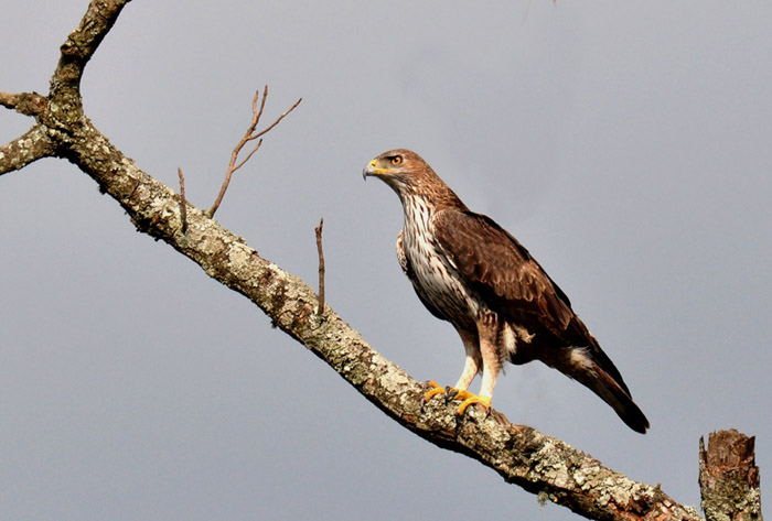 Bonelli's Eagle