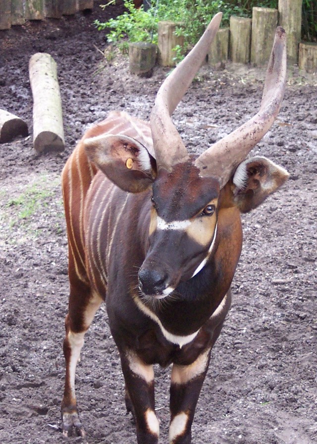 bongo