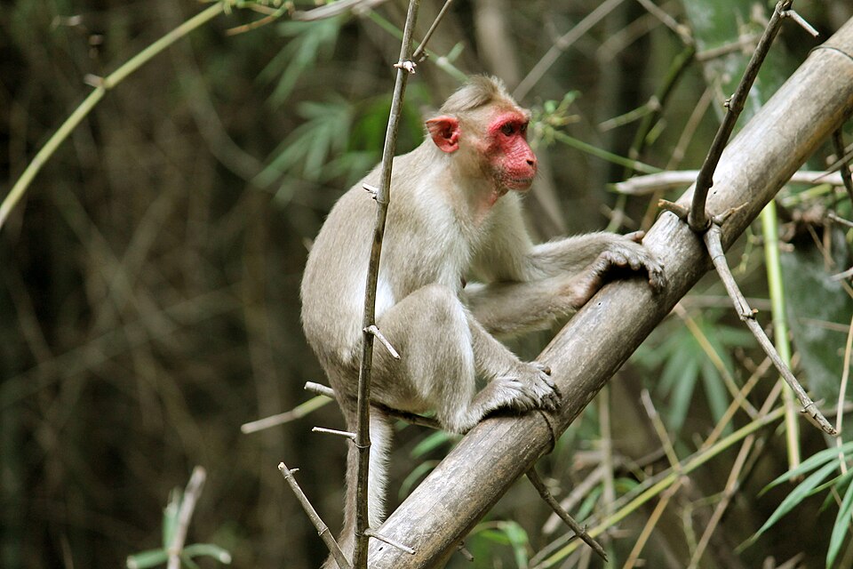 bonnet macaque