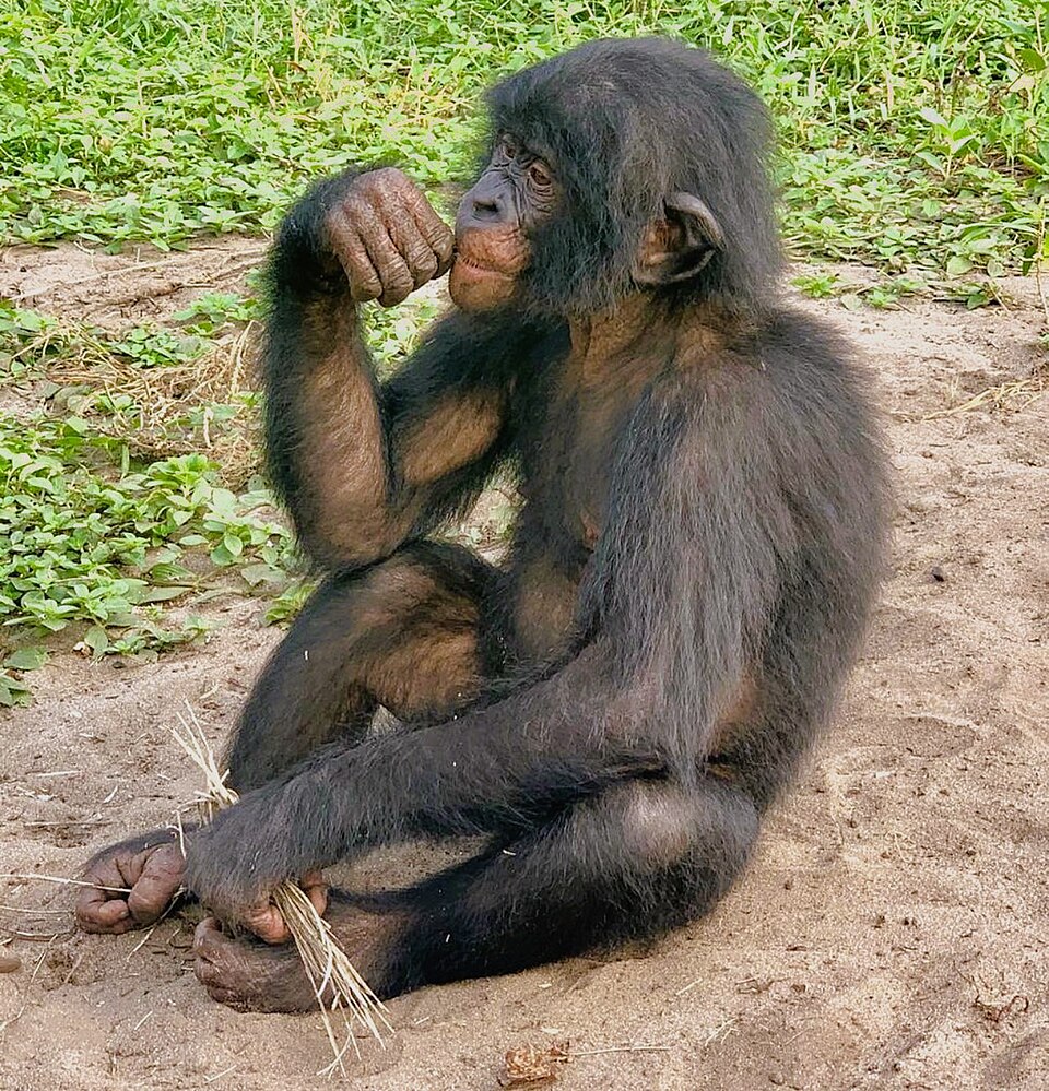Bonobo