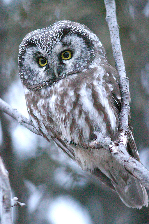 boreal owl