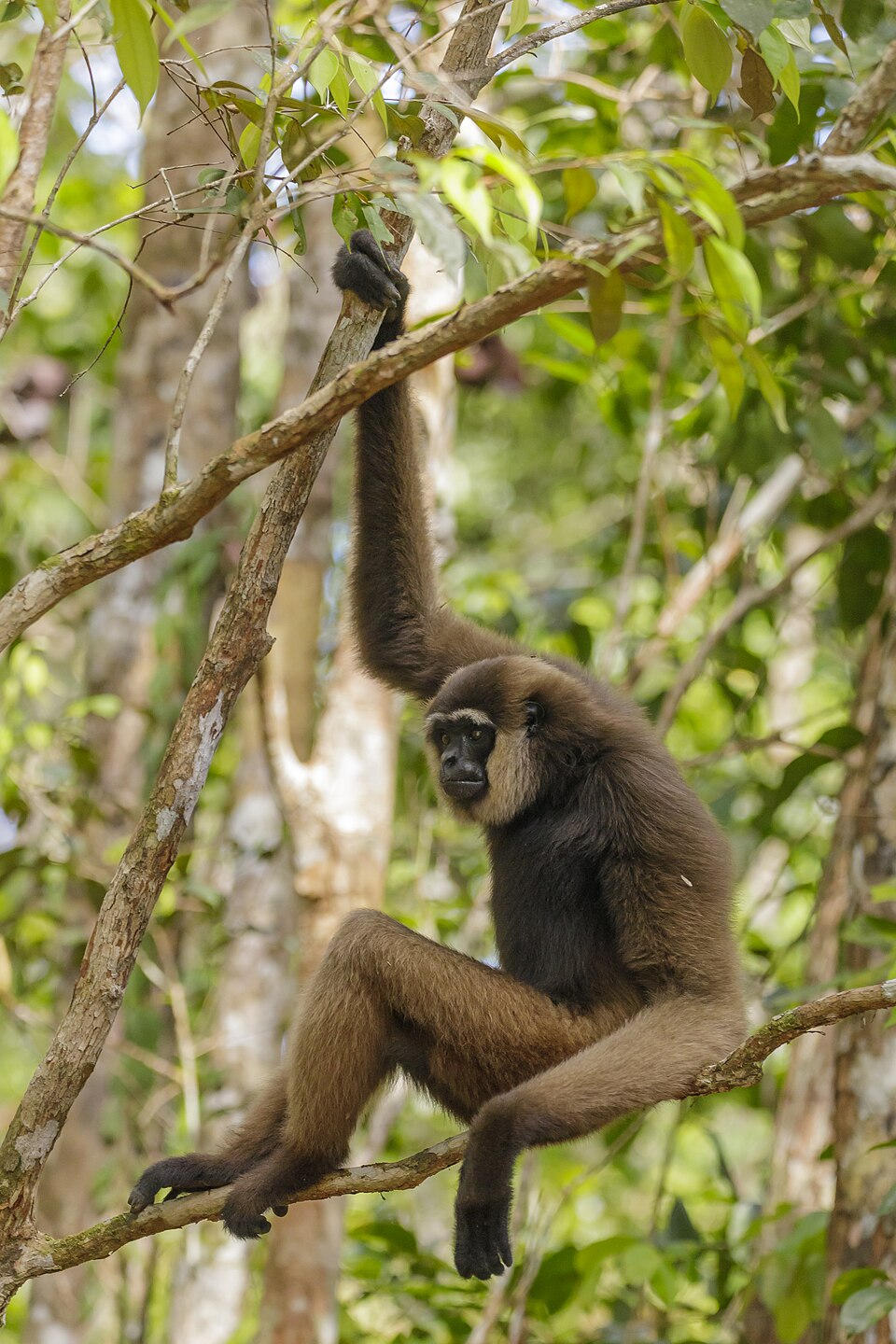 Bornean white-bearded gibbon