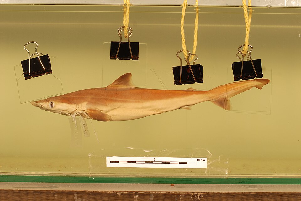 Borneo shark