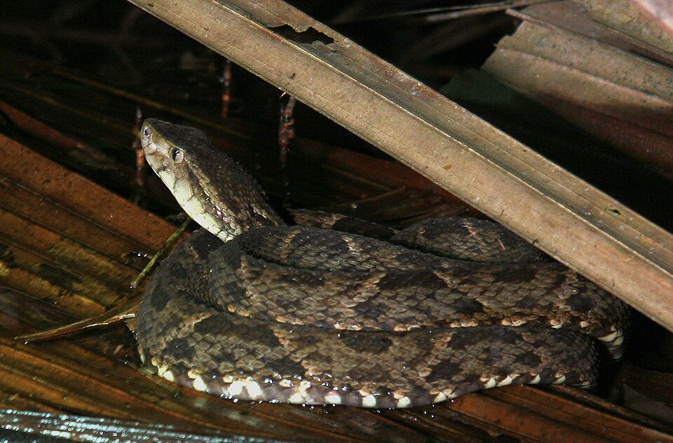 terciopelo