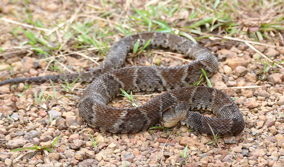 barba amarilla