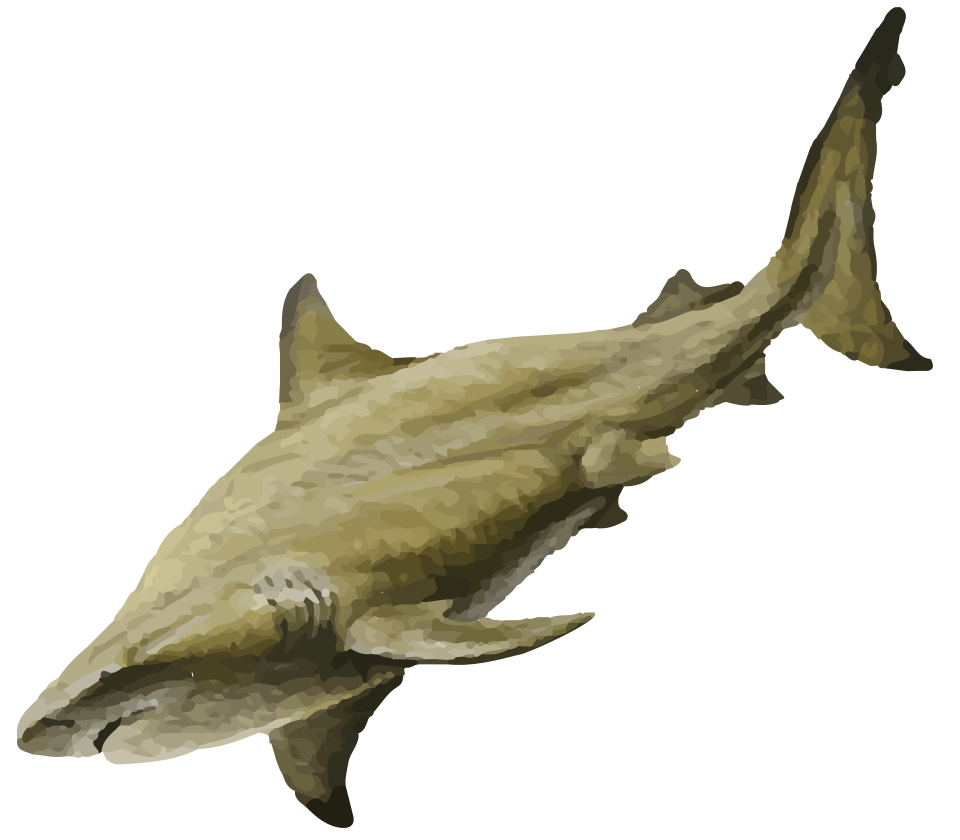 Bull shark