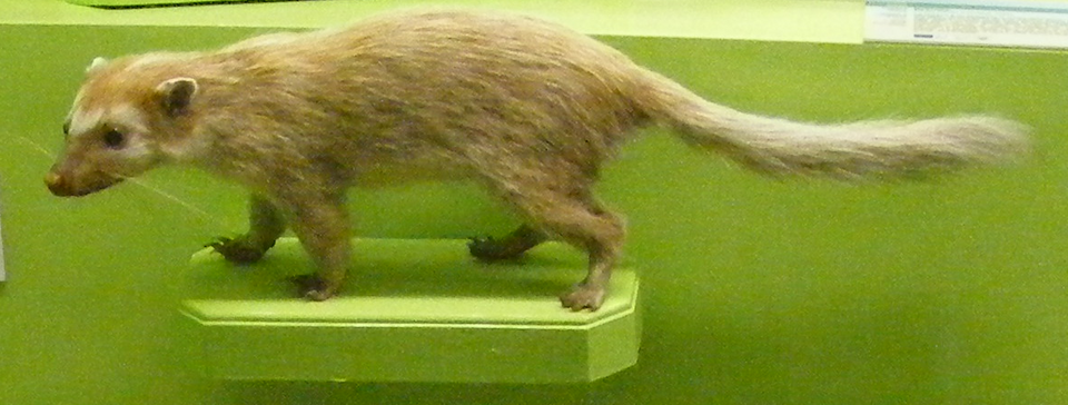 Burmese ferret-badger