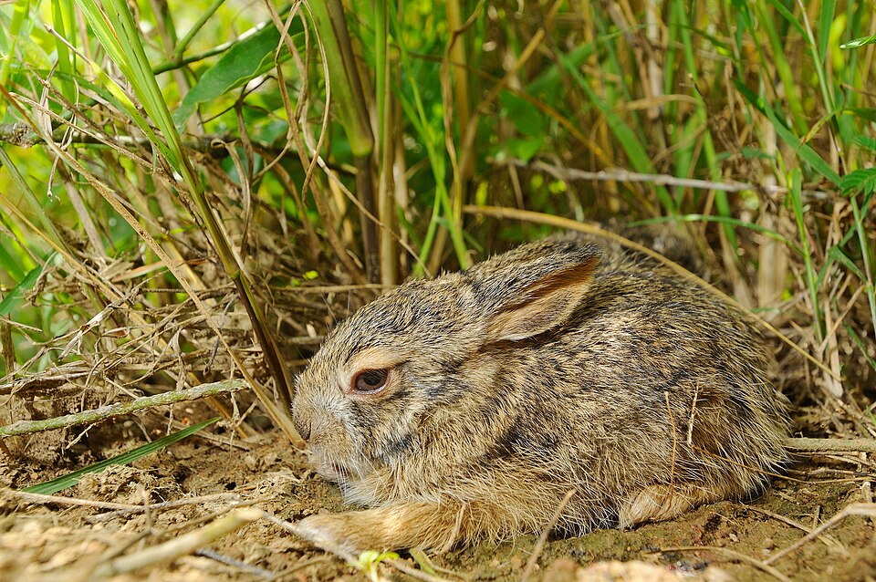 Burmese hare
