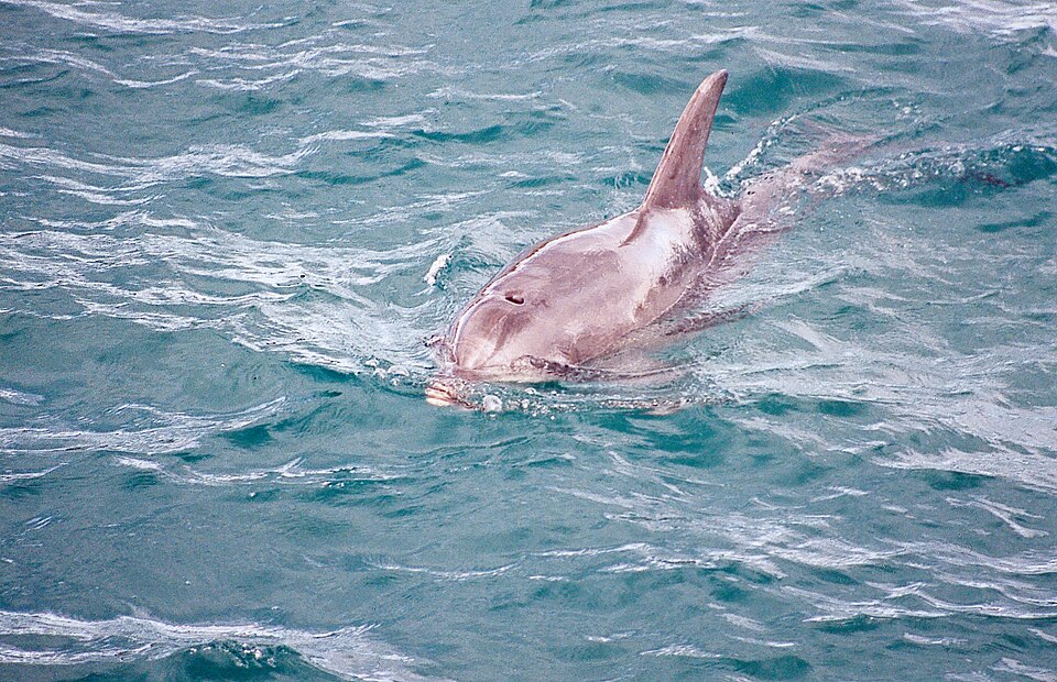 Burrunan dolphin
