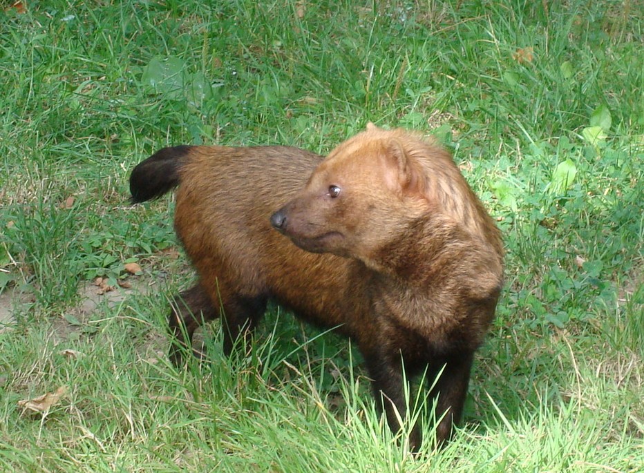 Bush dog
