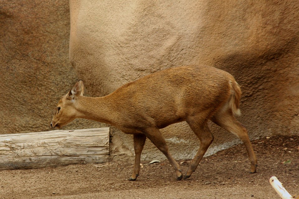 Calamian deer