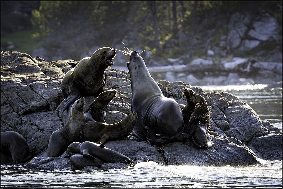 California sea lion
