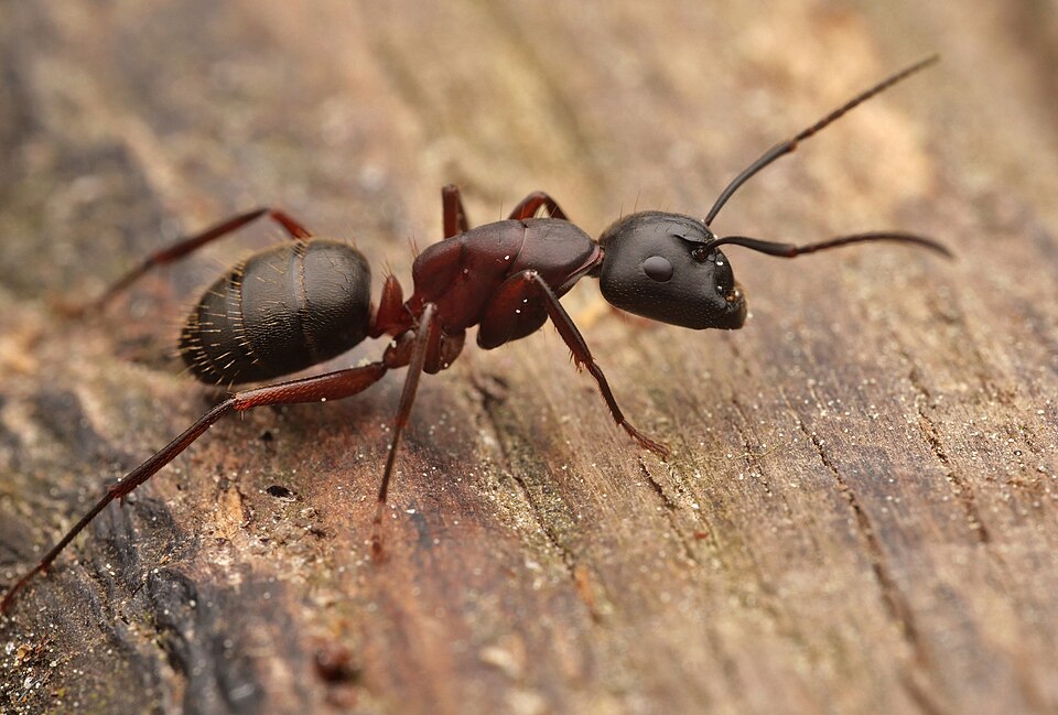 Camponotus enculus