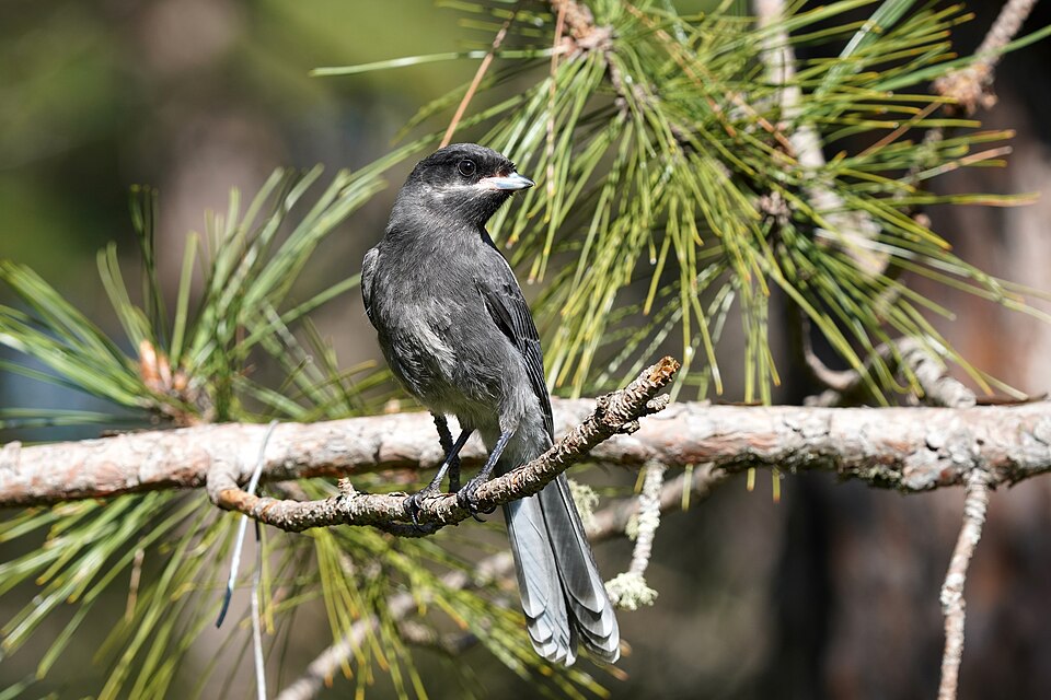 Canada Jay
