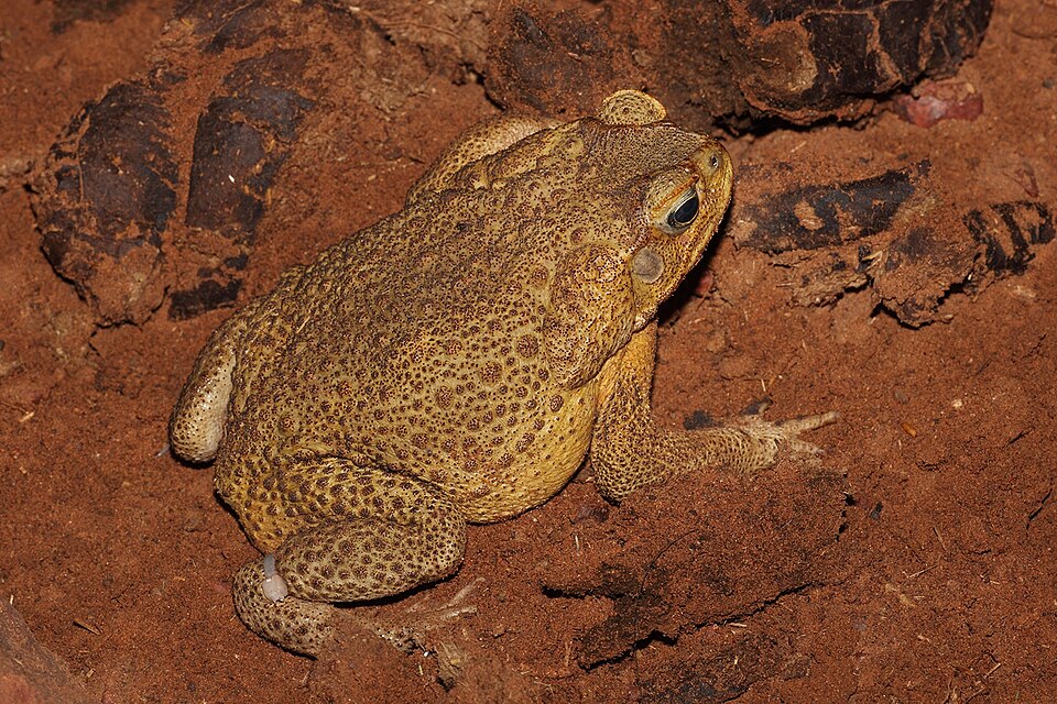 Cane toad
