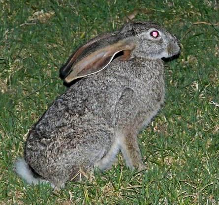 Cape scrub hare