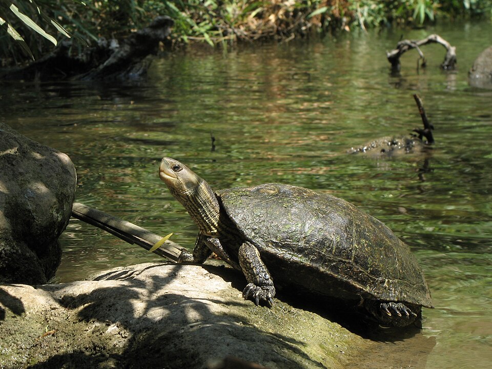 Caspian turtle