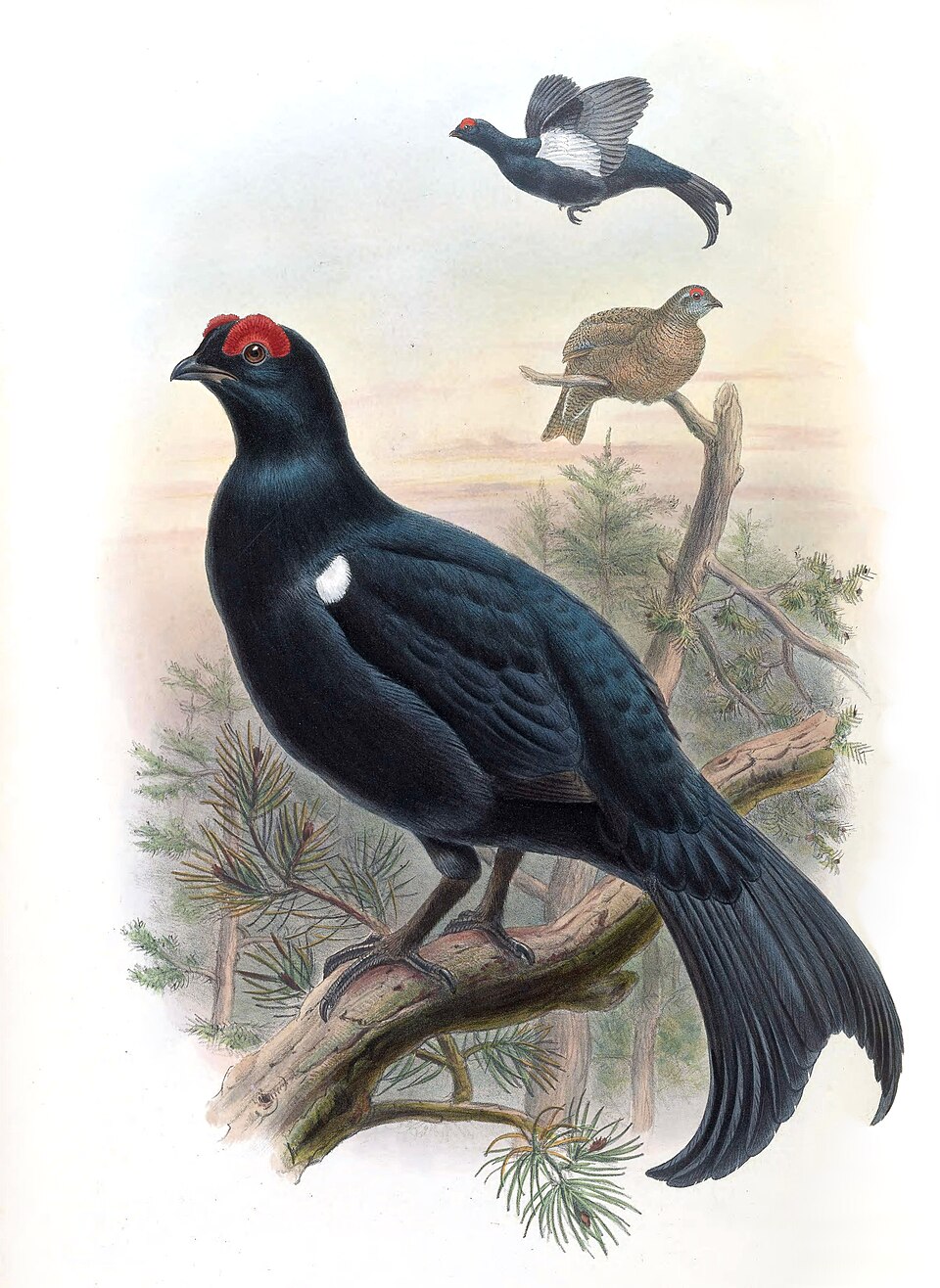 Caucasian Grouse