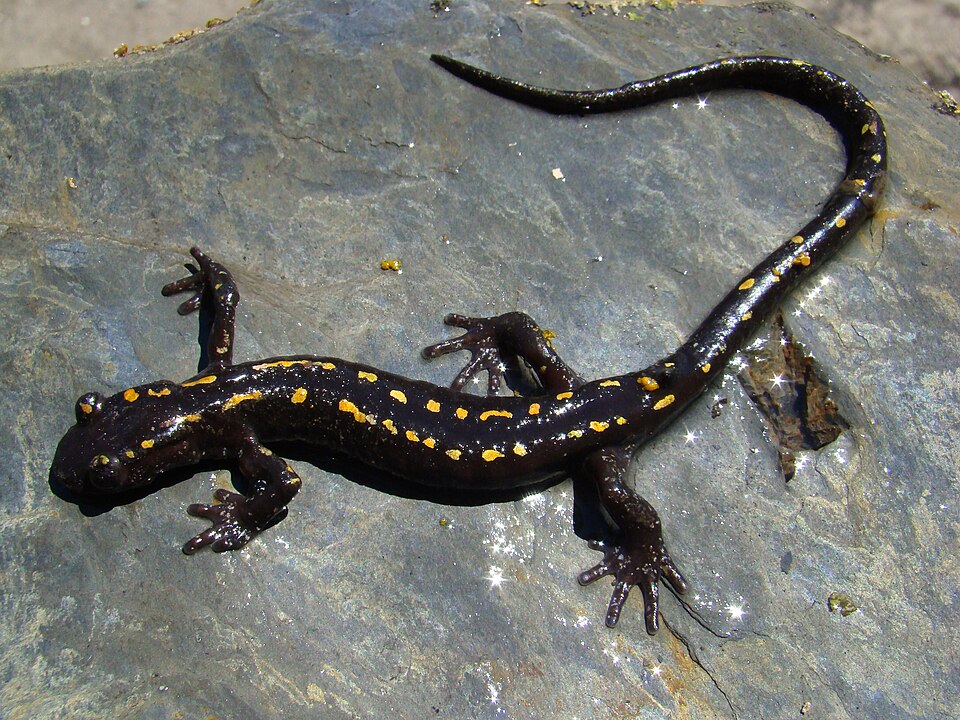 Caucasian salamander