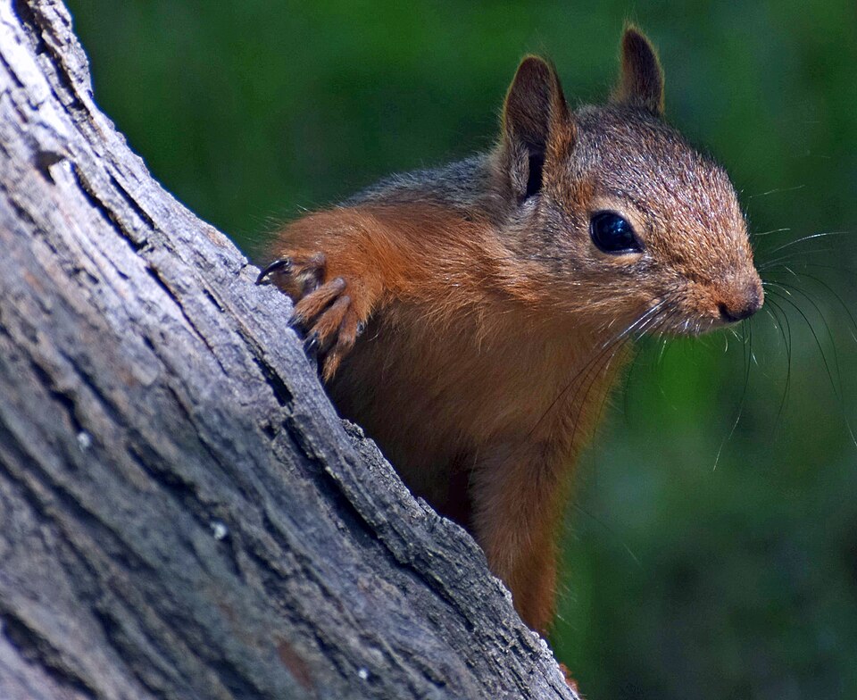 Caucasian squirrel