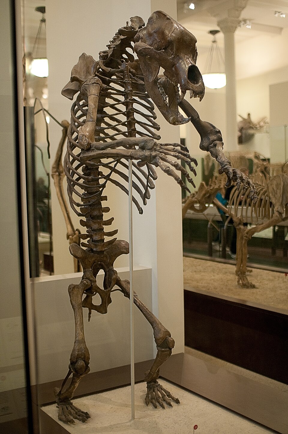 Cave bear