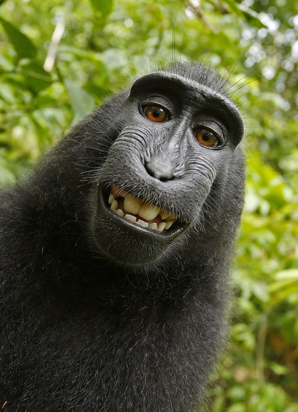 Celebes crested macaque
