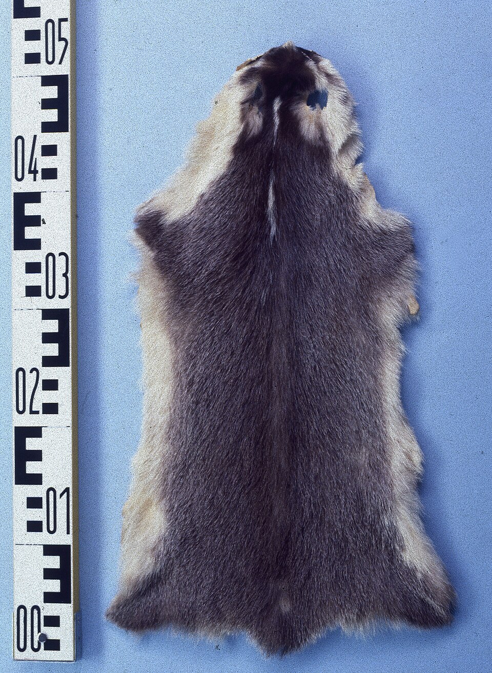 Chinese ferret-badger