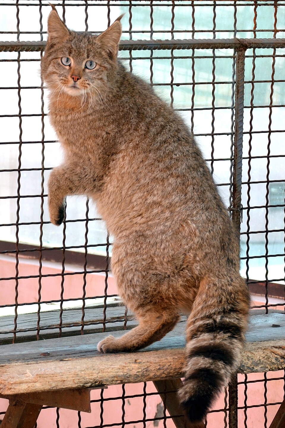 Chinese mountain cat