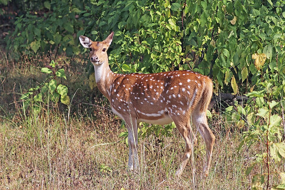 Chital