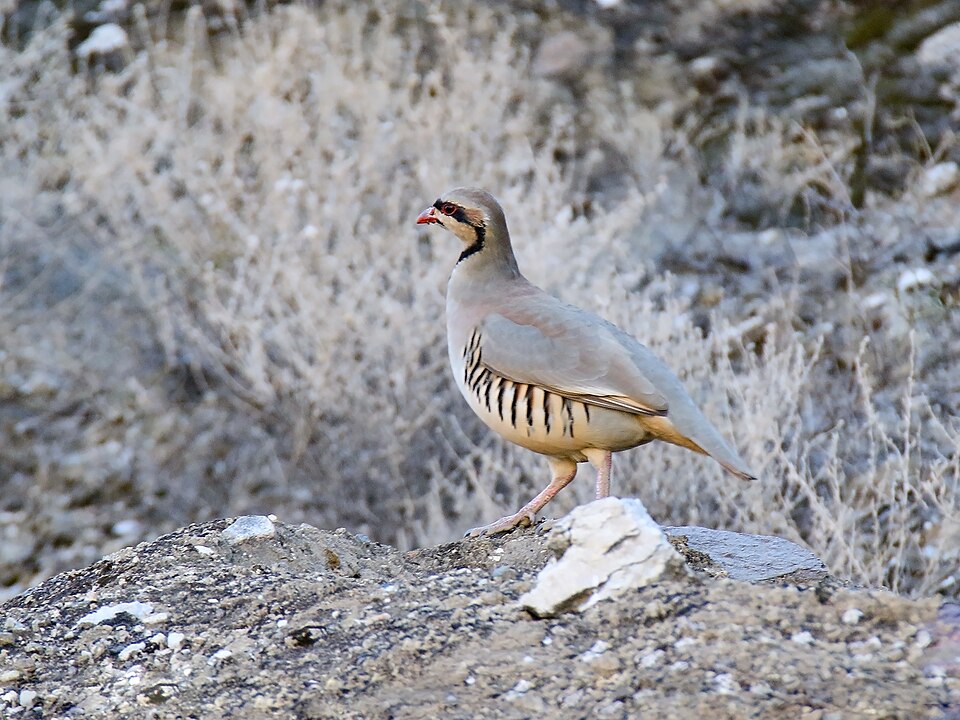 Chukar Partridge