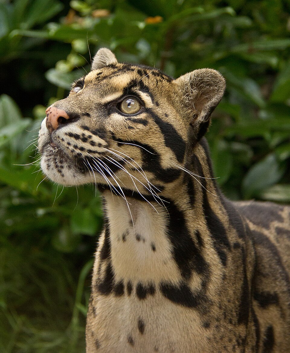clouded leopard