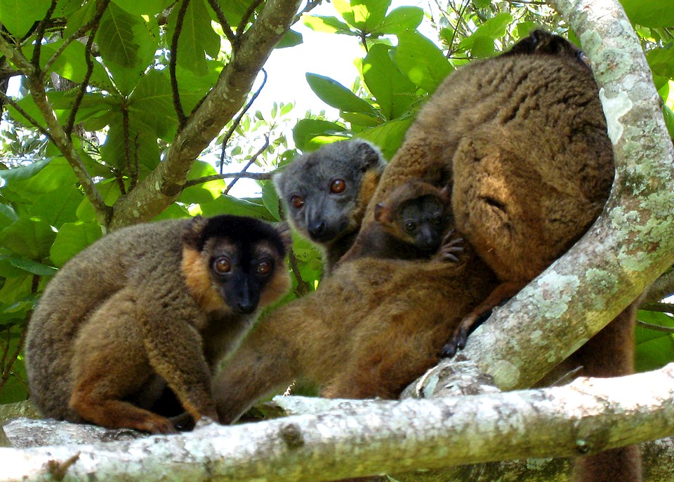 Collared brown lemur