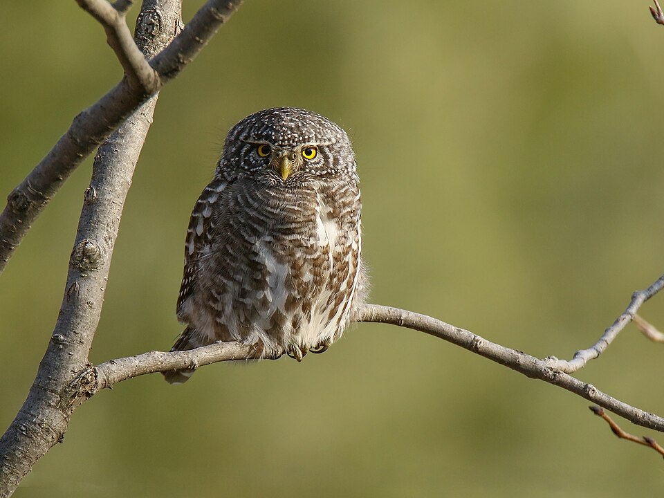 Collared Owlet