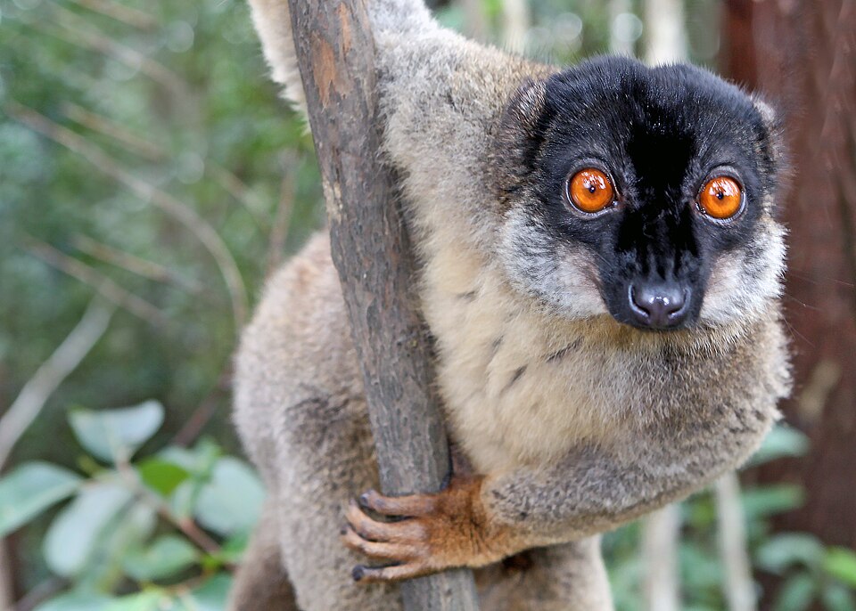 Common brown lemur