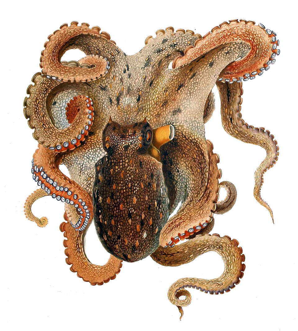common octopus