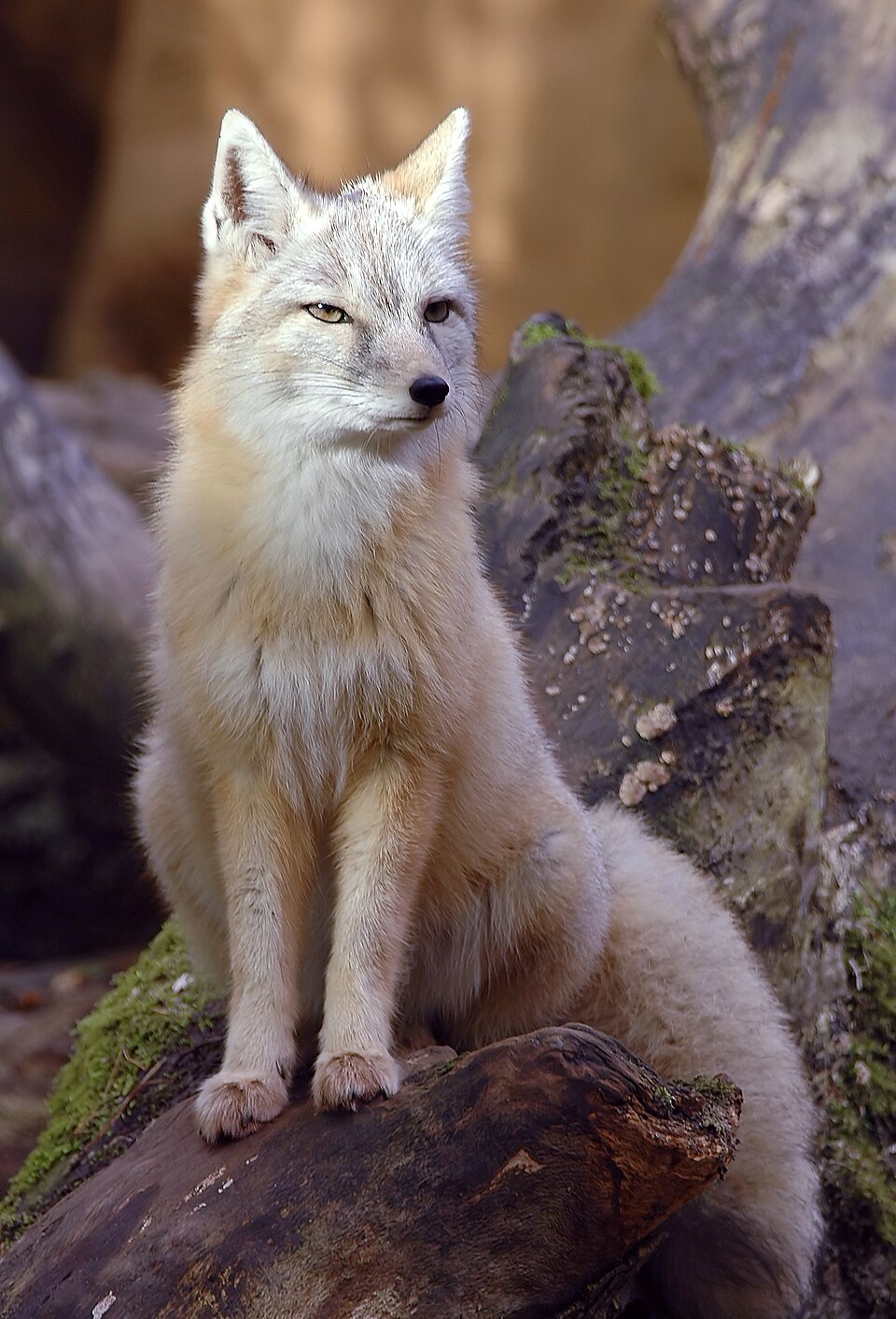 corsac fox