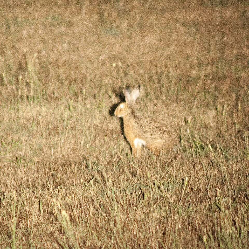 Corsican hare