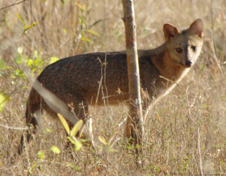 crab-eating fox