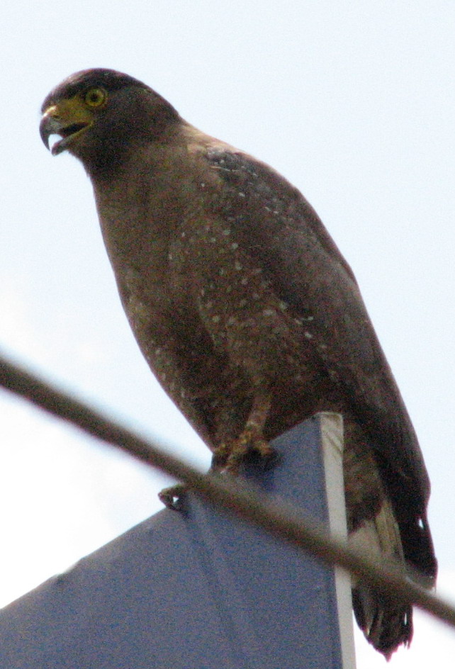 Crested Serpent Eagle