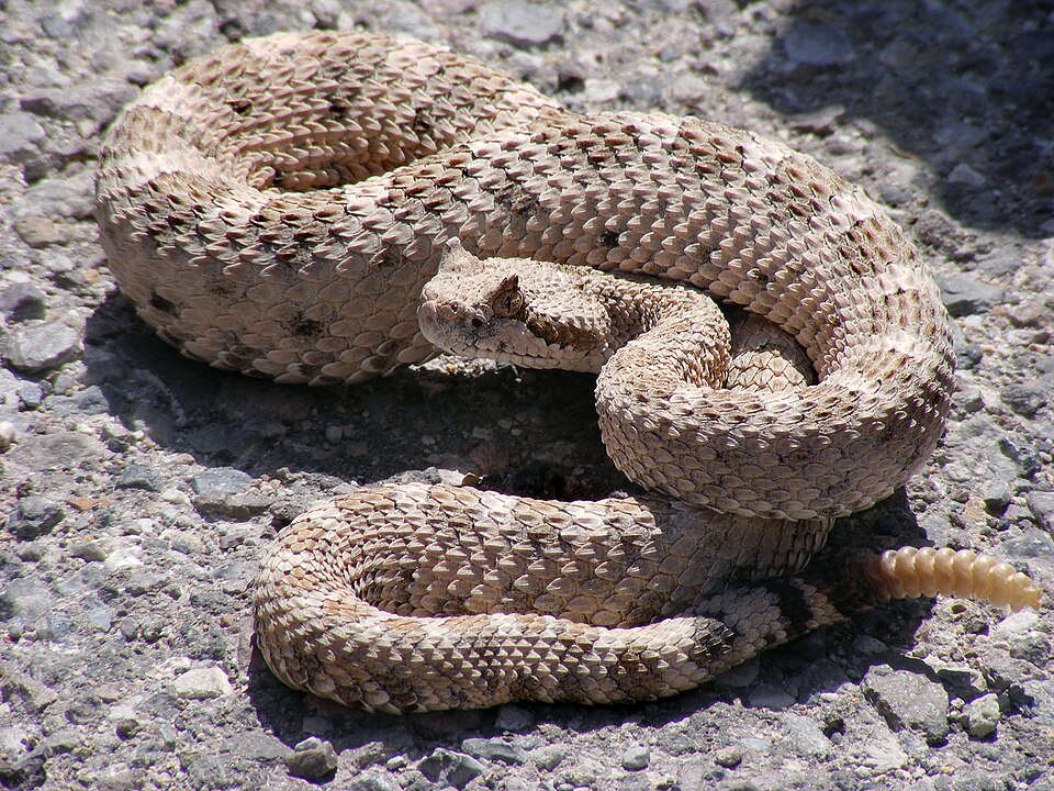Serpiente de cascabel cornuda