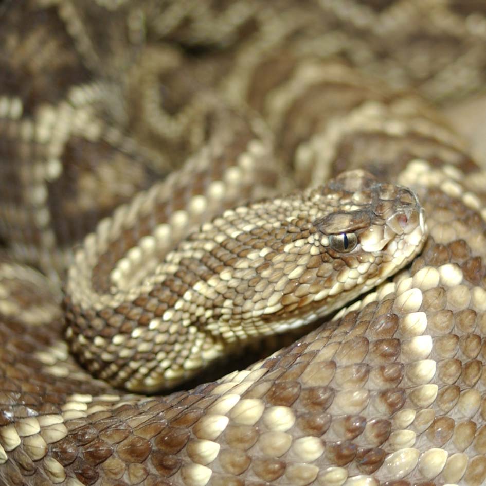 Crotalus estebanensis