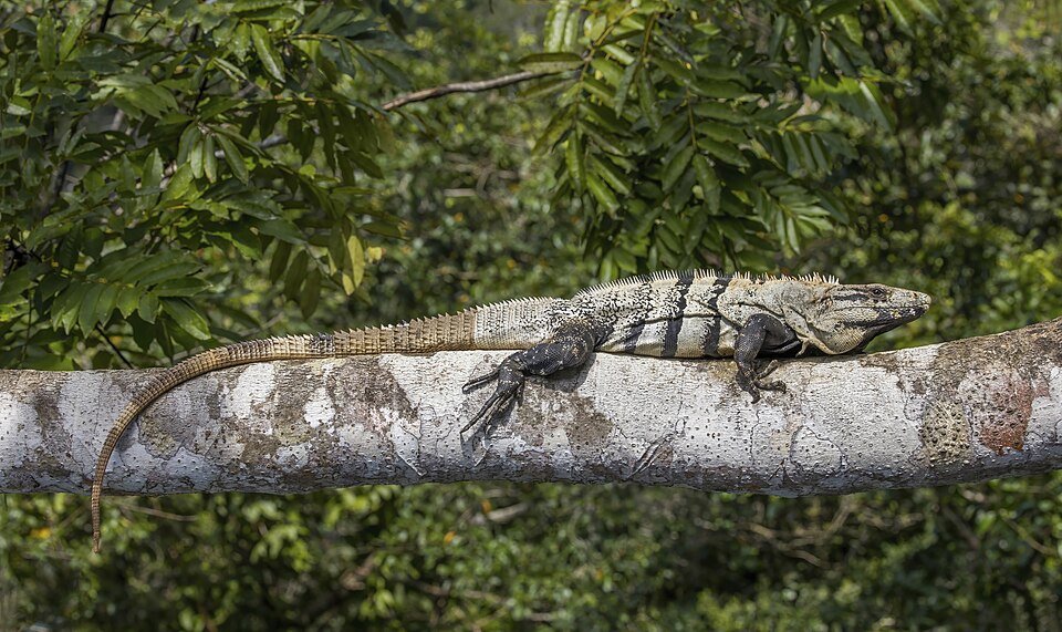 Iguana Negra