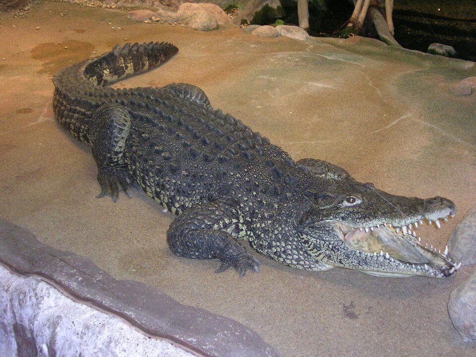 Cuban crocodile