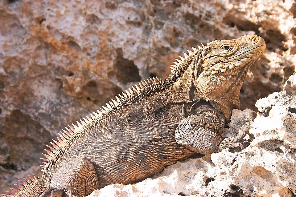 iguana cubana