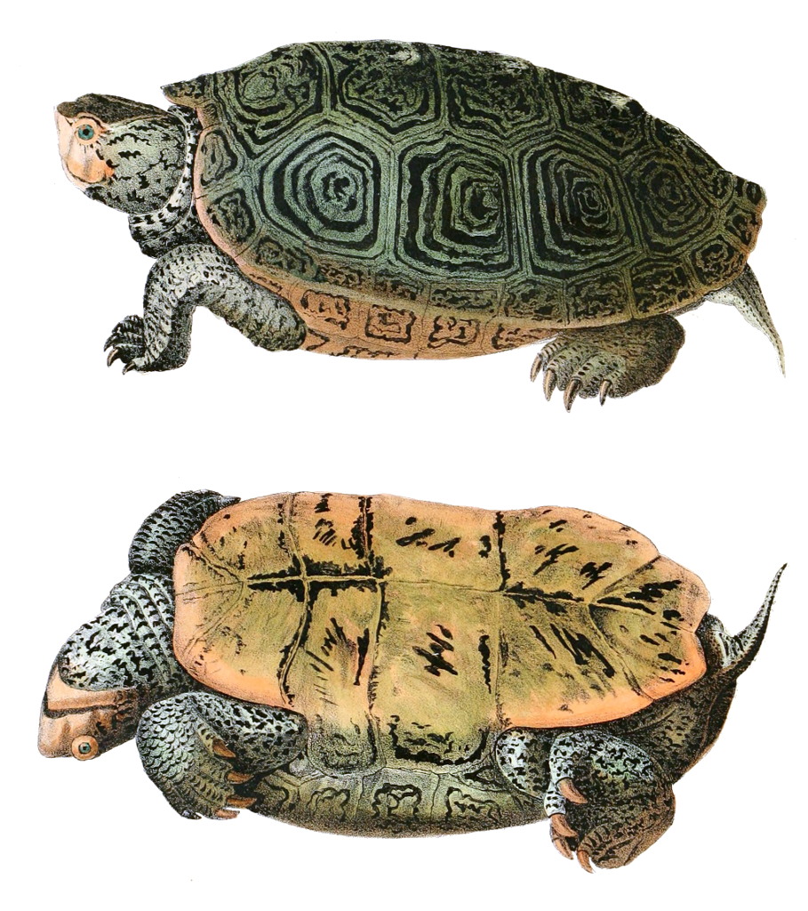 diamondback terrapin