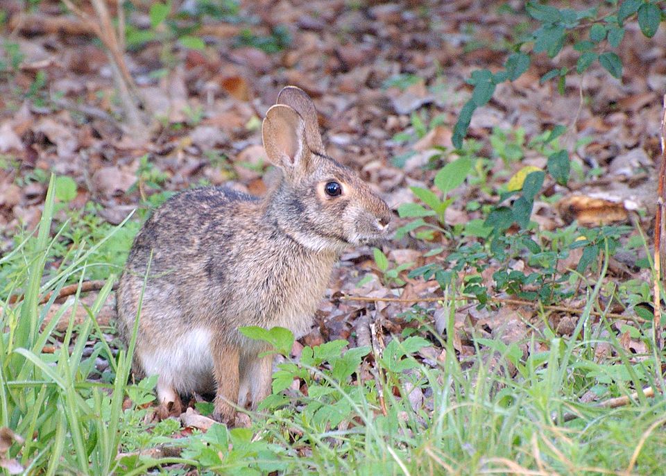 Dice's cottontail