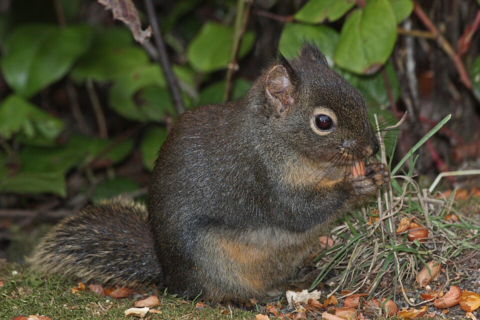Douglas squirrel