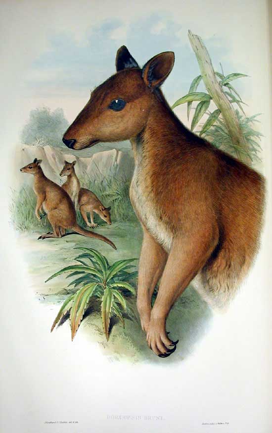 Dusky pademelon