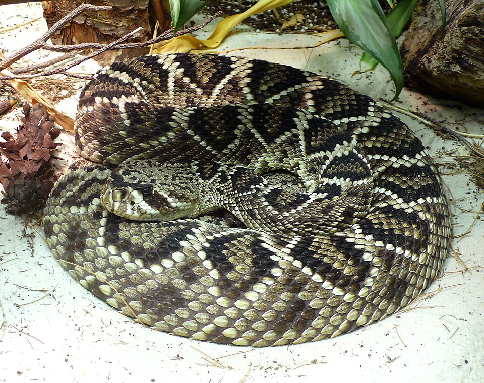 eastern diamondback rattlesnake