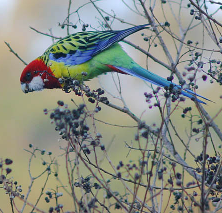 Eastern Rosella